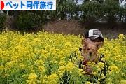 にほんブログ村 旅行ブログ ペット同伴旅行へ