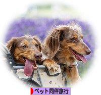 にほんブログ村 旅行ブログ ペット同伴旅行へ