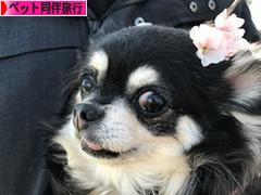 にほんブログ村 旅行ブログ ペット同伴旅行へ