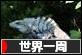 にほんブログ村 旅行ブログ 世界一周へ