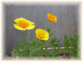 Sp1000677 Sp1000677