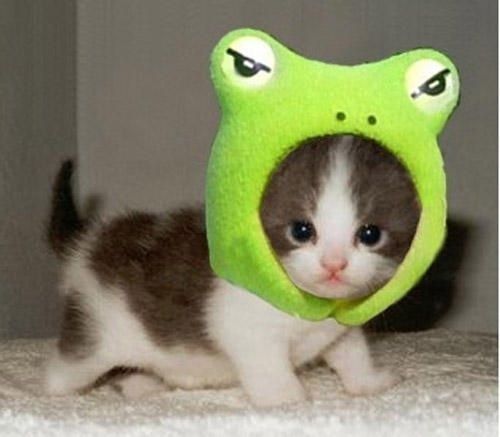 【画像】可愛い動物の笑顔の写真を貼りましょう。