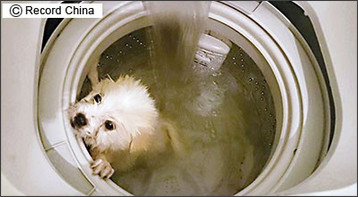 香港 飼い犬を洗濯機で洗う画像をsnsに投稿 動物虐待 と非難集中 アメリンのブログ
