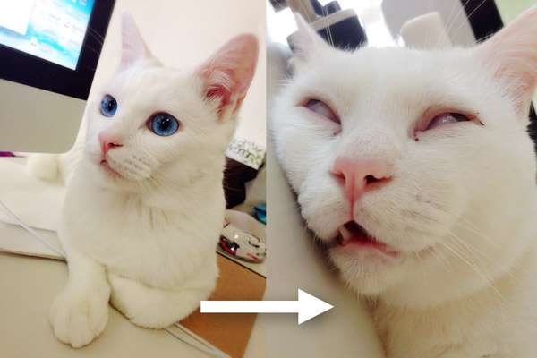 「日本一寝顔が酷い絶世の美猫セツちゃん」写真集発売