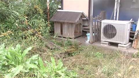 バットで犬殴打の疑い 近所の男逮捕、吠える声に立腹