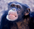 Young male chimp.png
