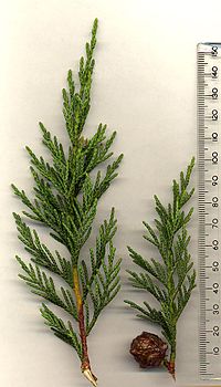Leyland Cypress Trees - Option for Fast.