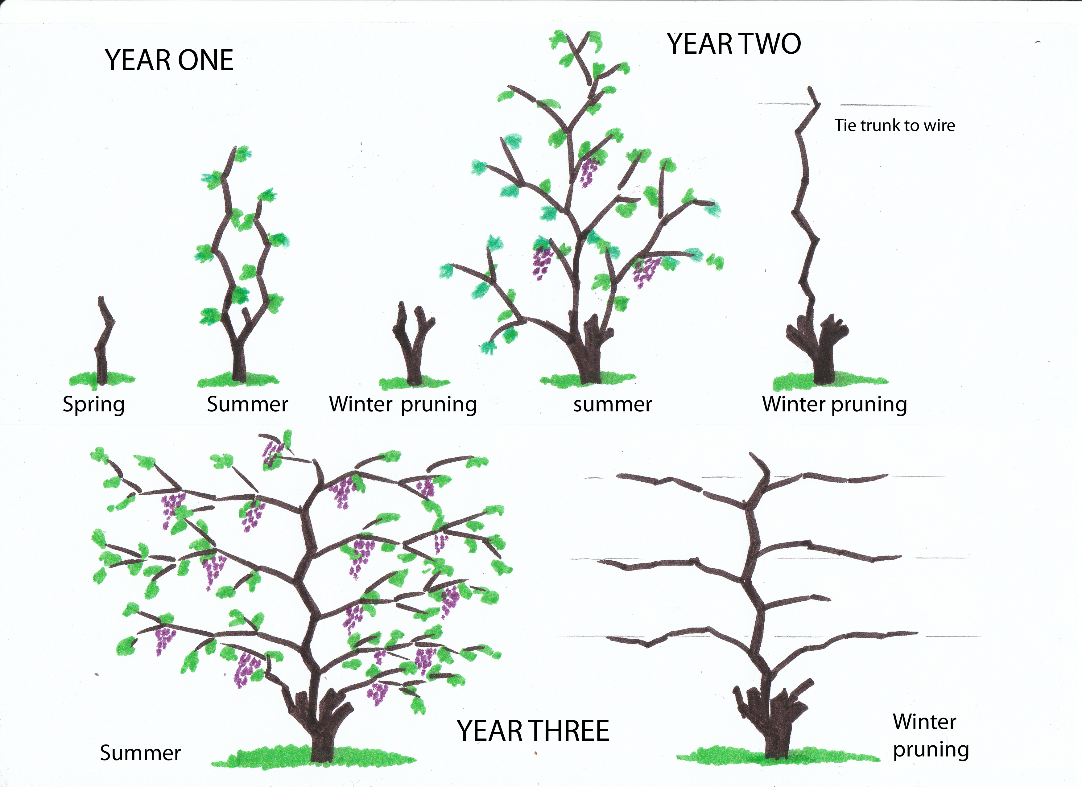 Vine Training Techniques: wine advice from.