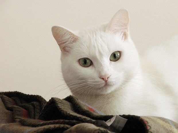 美人猫 大集合 写真からひもとく 奇跡の一枚 を撮る１０のポイント White ｃatのブログ