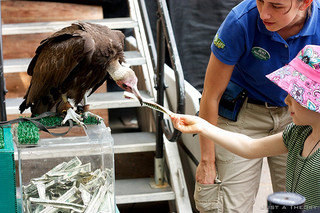 Donation Vulture / theory