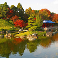 一人で紅葉(堺市)