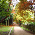 一人で紅葉(堺市)