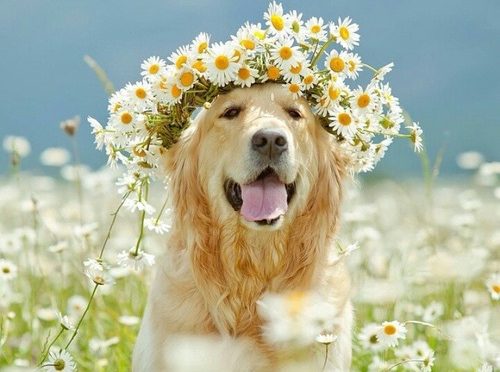 「犬」の画像検索結果