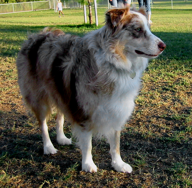 australian shephard