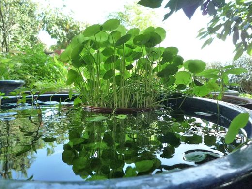 夏にぴったり 丸くて小さな葉っぱが魅力 不思議な水生植物 ウォーターマッシュルーム 広島のガーデンコーディネーター ゆっこの庭 寄せ植え教室
