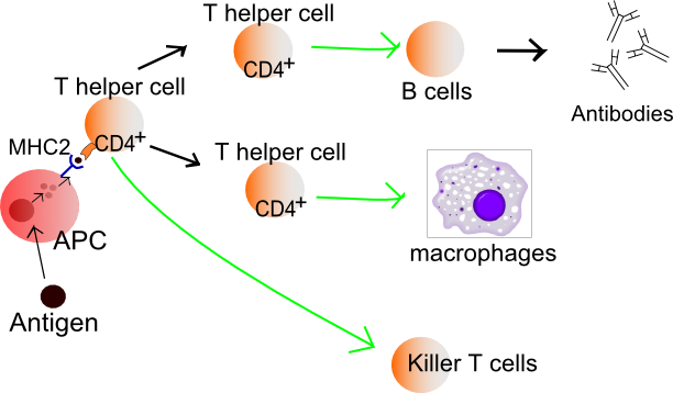 Helper T cells | Immunology | Khan Academy