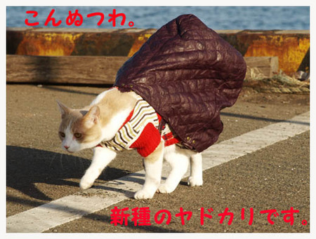 6美人になる方法 新種のヤドカリ.jpg