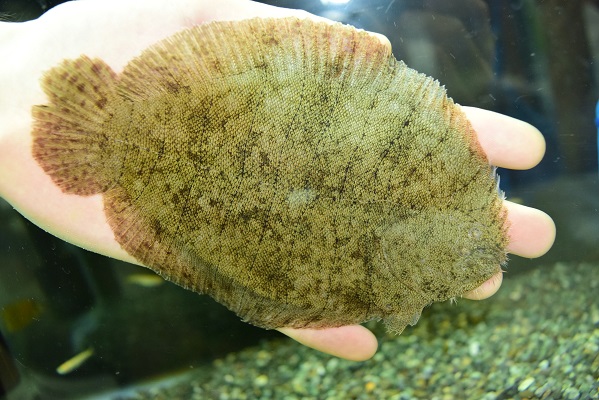 お魚紹介パート１４ 南米淡水カレイ 北米淡水カレイ オクトパスとコリドラス フレンズcorydoras Furiends