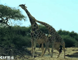 [img]http://ww1.sinaimg.cn/large/6bf16b36tw1dods6n9lg8g.gif[/img]