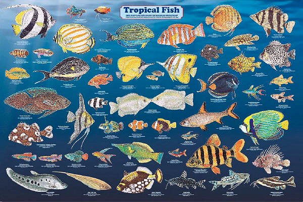Other Fishes of Africa, Asia and South.