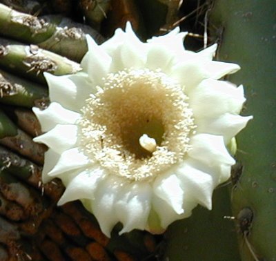 Arizona State Flower - 50states.com