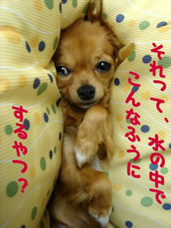 はさまれもも はさまれもも