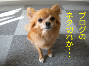 ネタ切れ ネタ切れ