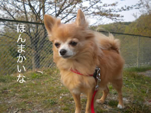 ほんまかいな