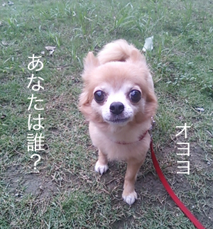 およよ