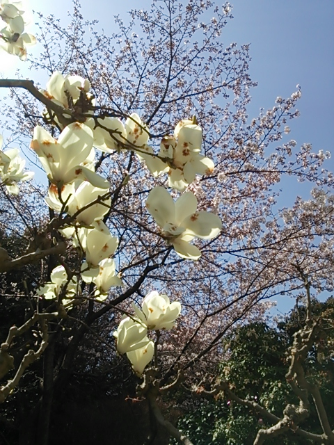 桜とこぶし