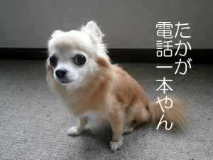 たかが電話一本