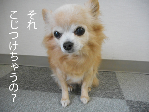 kojituke こじつけ