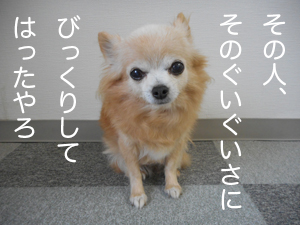 guigui ぐいぐいさにびっくり