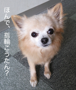 指輪こうたん？