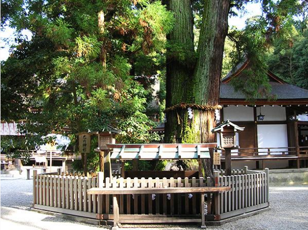 巳の神杉