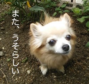 うそらしい