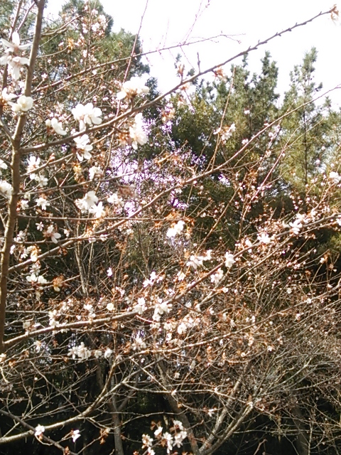 橿原神宮の桜