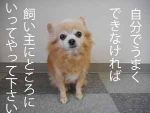 飼い主のところ