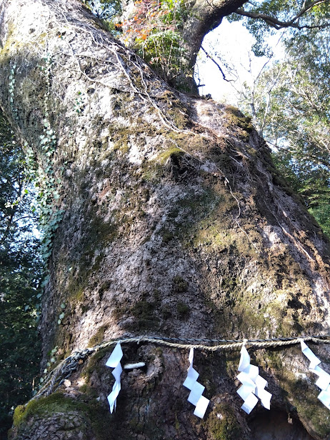 IMG_2026-02-22-奈良豆比古神社ご神木 奈良豆比古神社ご神木