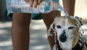 熱中症になったら全身を常温の水で濡らしてください