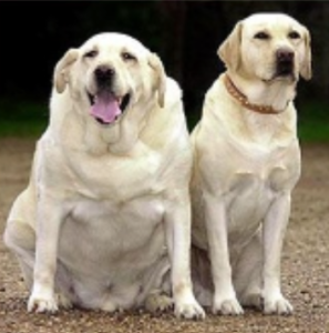 犬の熱中症のリスク