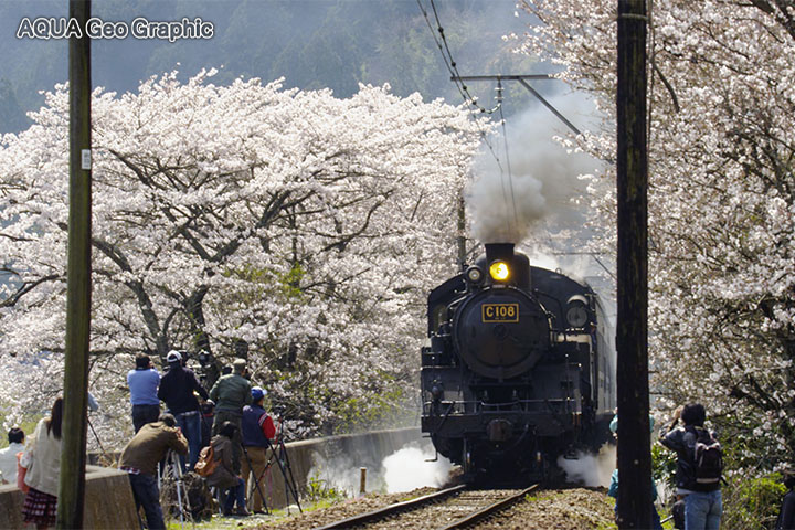 大井川鐵道のslと桜 水中カメラマンのデスクワークな日々