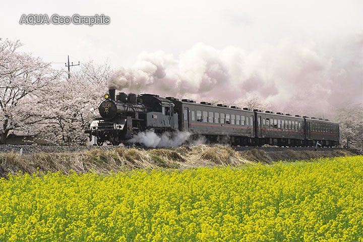 真岡鐵道のslと桜 水中カメラマンのデスクワークな日々