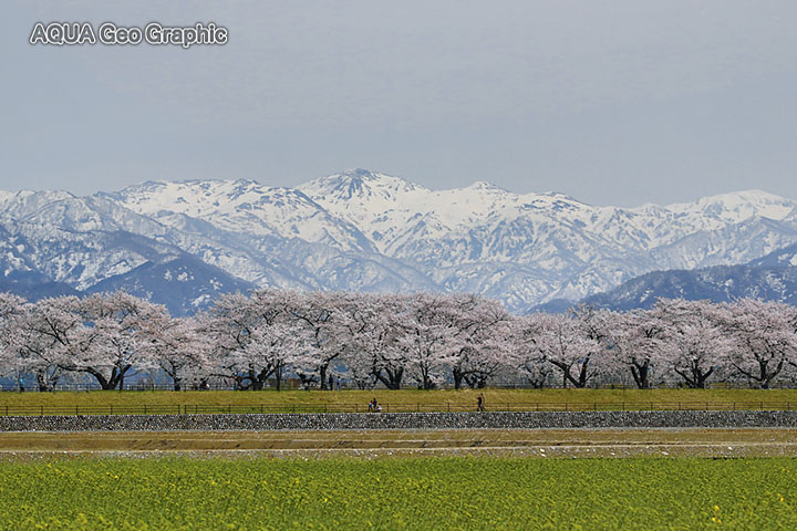 「舟川べり」の桜並木と立山連峰