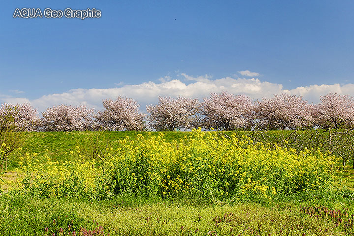 いいやま菜の花まつり と小布施町 千曲川河川公園 水中カメラマンのデスクワークな日々