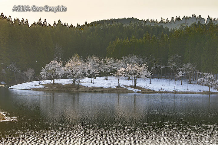 中綱湖 V S 中子 水辺の桜 水鏡の桜 の絶景対決 水中カメラマンのデスクワークな日々