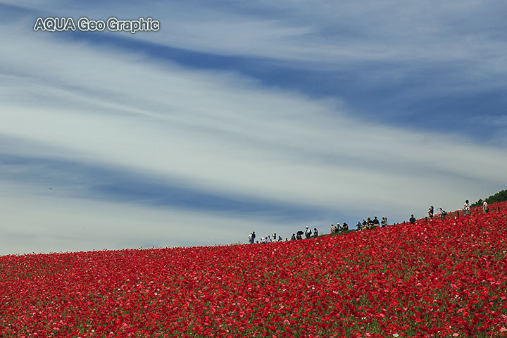 秩父高原牧場 天空を彩るポピー畑