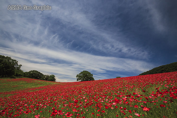 秩父高原牧場 天空を彩るポピー畑