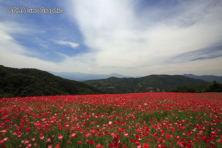 秩父高原牧場 天空を彩るポピー畑