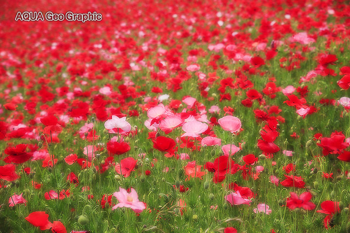 秩父高原牧場 天空を彩るポピー畑